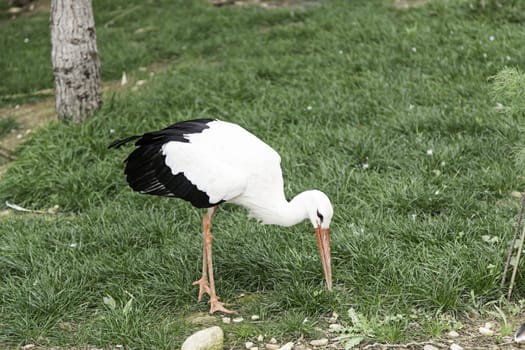 Wild stork in nature, detail of a large bird