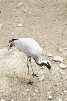Crowned crane in nature, exotic bird
