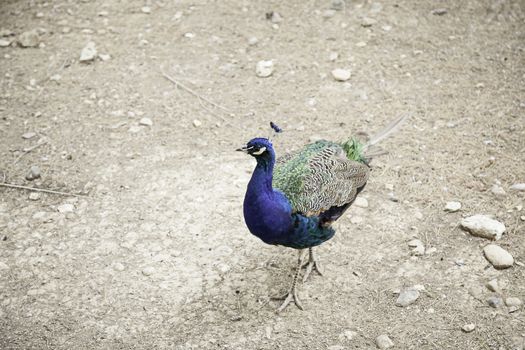 Peacock in nature, exotic bird in a forest