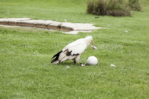 Wild vulture in captivity, detail of a wild bird