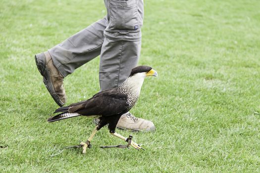 Wild eagle in captivity, detail of a giant bird