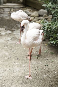 Exotic flamingos, detail of a tropical bird