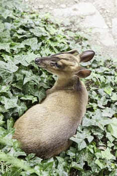 Deer in nature, detail of mammals