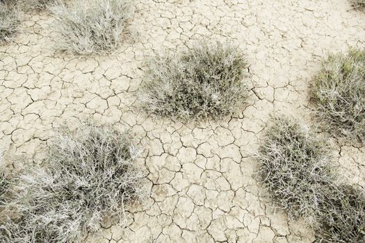 Drought in the desert, detail of environmental disaster