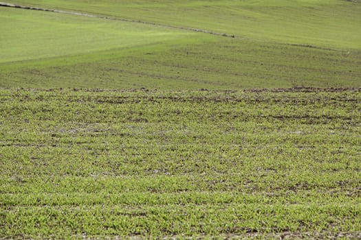 Lawn in nature, detail of a field of grass, nature