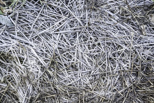 Frozen grass in nature, detail and cold winter