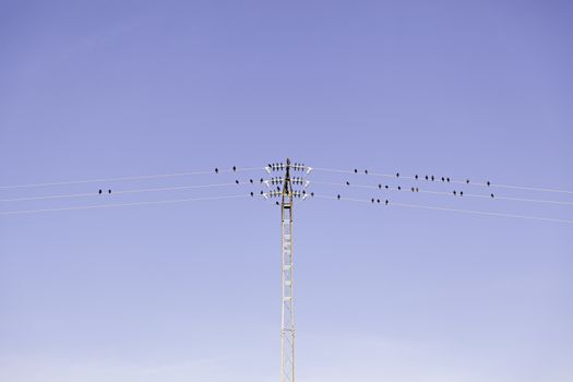 Birds perched on a lamppost, detail of a bird resting