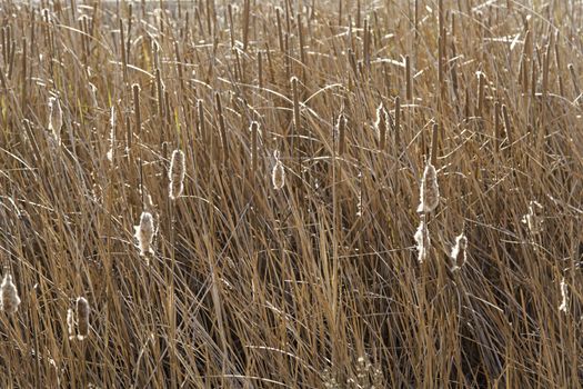 Reeds in the field, detail Wild plants in nature