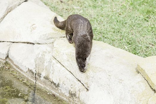 Otter eating fish, detail of an animal by feeding