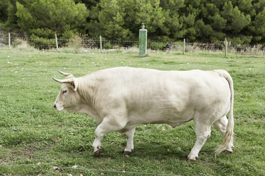 Cow on a farm, detail of a mammal, milk