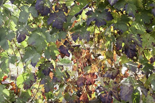 Vines in the field, detail of a growing vines, fruit and grapes