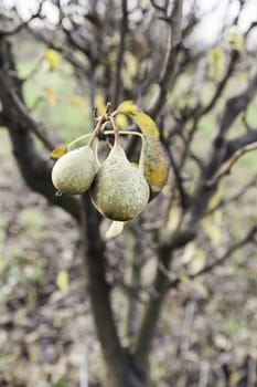 Pears on a tree, detail of fruit growing in the wild