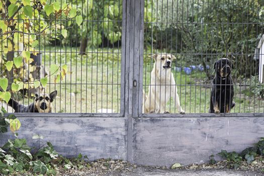 Dogs locked, detail of dogs on a farm, pets