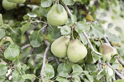 Pears on a tree, detail of fruit growing in the wild