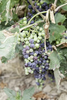 Fresh grapes in the field, sweet fruit