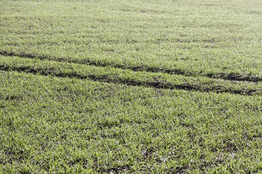 Tire marks in the grass, detail of footprints in the field