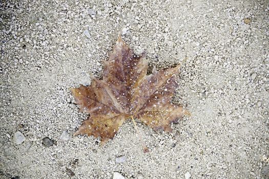 Autumn leaf on the floor, detail of a season