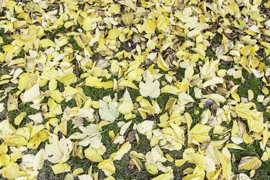 Fallen leaves in autumn, detail of dry leaves in a season