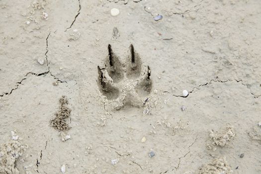Dog footprints in the mud, detail footprint of a pet, signal and marks