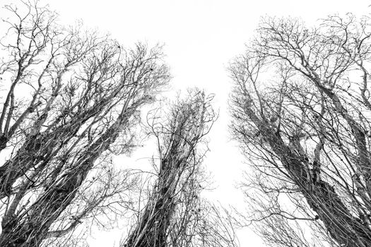 Dry tree in the mist, detail from a tree in the field, cold and fog