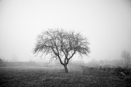 Dry tree in the mist, detail from a tree in the field, cold and fog