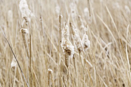 Reeds in nature, detail wild plant