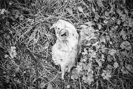Skull of sheep in the field, detail from a dead animal and decomposed