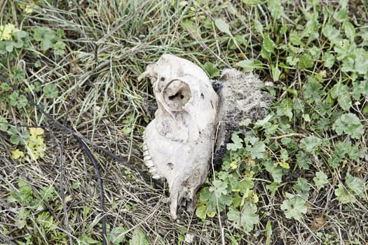 Skull of sheep in the field, detail from a dead animal and decomposed