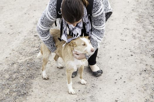 Woman petting stray dogs, kennel for stray animals