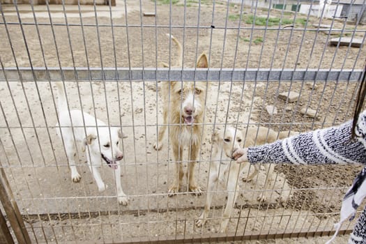 Abandoned dog and caged animal abuse and neglect