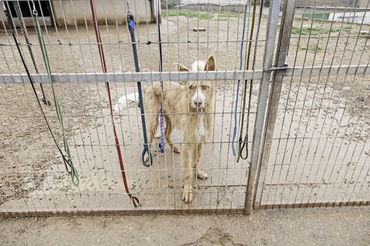 Abandoned dog and caged animal abuse and neglect