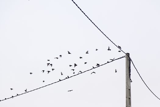 Birds sitting on wires, detail of resting animals, birds