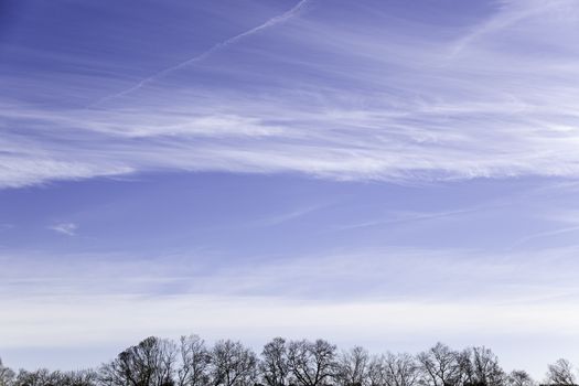 Sky and trees in nature, detail of a landscape