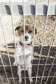 Abandoned dog and caged animal abuse and neglect
