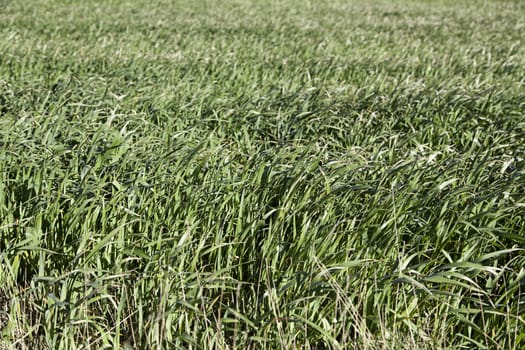 Background of fresh grass, detail of a field in nature