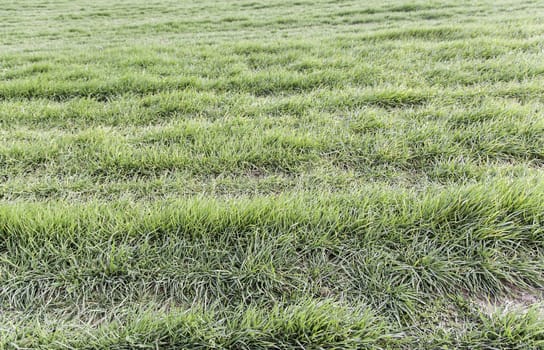 Background of fresh grass, detail of a field in nature