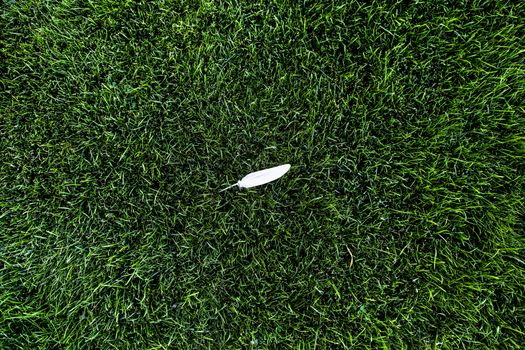 White bird feather on top of green grass, object detail on the field

