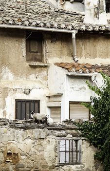 Street and abandoned cats in the city, detail of wild animals in the street