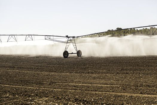 Automatic irrigation system in a cereal field, detail of irrigation of water, agriculture and production