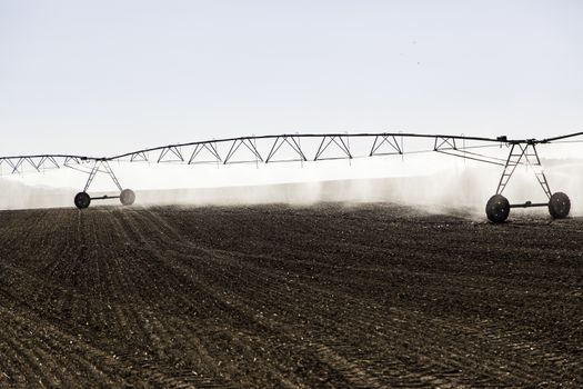 Automatic irrigation system in a cereal field, detail of irrigation of water, agriculture and production