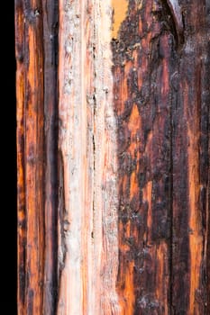 Old wood texture with the woodworm holes