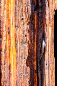 Old wood texture with the woodworm holes