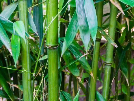 green bamboo in macro close up natural chinese nature background texture