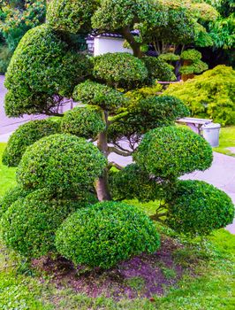 beautiful pruned tree with ball bushes in japanese style amazing garden decoration