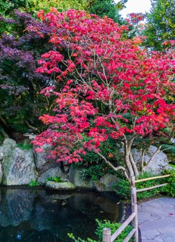 amazing beautiful japanese maple tree with red leaves in a water landscape scenery with rocks autumn season peaceful background
