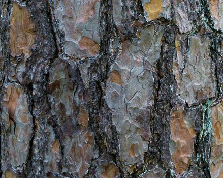 a tree trunk with large bark in macro closeup natural forest background texture