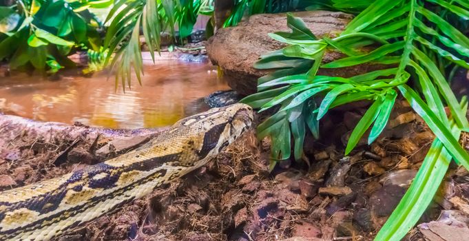 beautiful reptile animal portrait of a boa constrictor in close up at the water with some plants