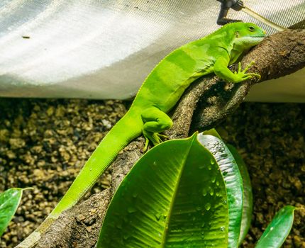 beautiful bright green colored anolis lizard sitting on a twisted tree branch amazing closeup reptile animal portrait