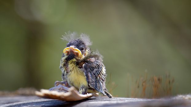 Blue Tit (cyanistes caeruleus) fledgling