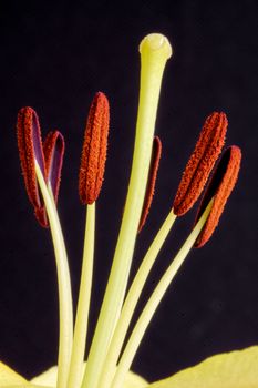 Lily (lilium) close-up